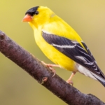 American Goldfinch - Songbirds