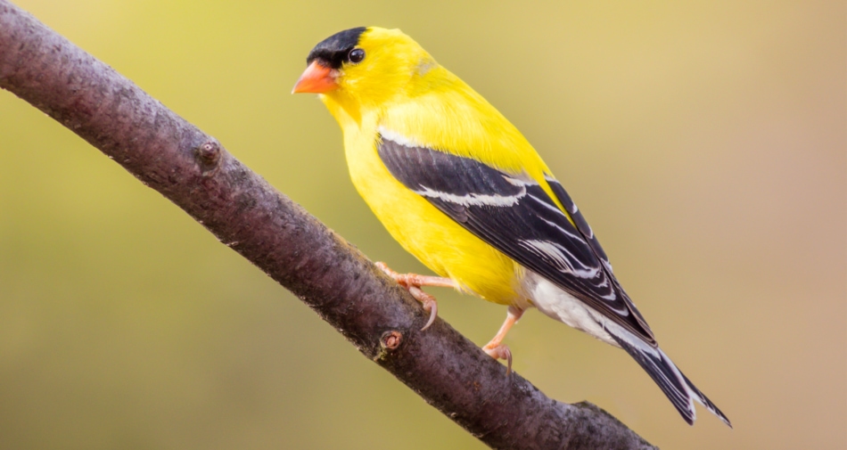 American Goldfinch - Songbirds