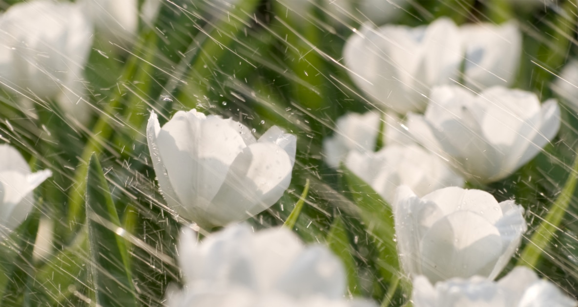 Rain drops over white flowers.