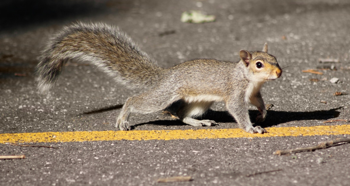 Squirrels - Tree squirrel