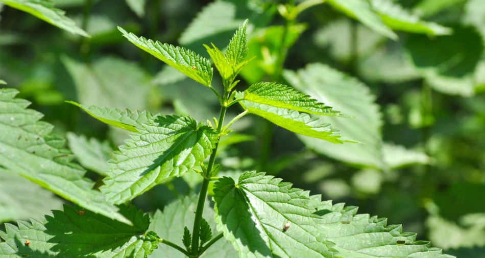 Herbs For Protection 7 Kinds To Ward Off Evil Farmers Almanac 