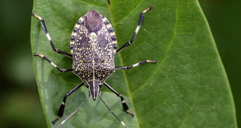 Beetles - Yellow spotted stink bug