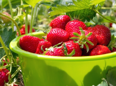 12 Interesting Facts About Strawberries featured image