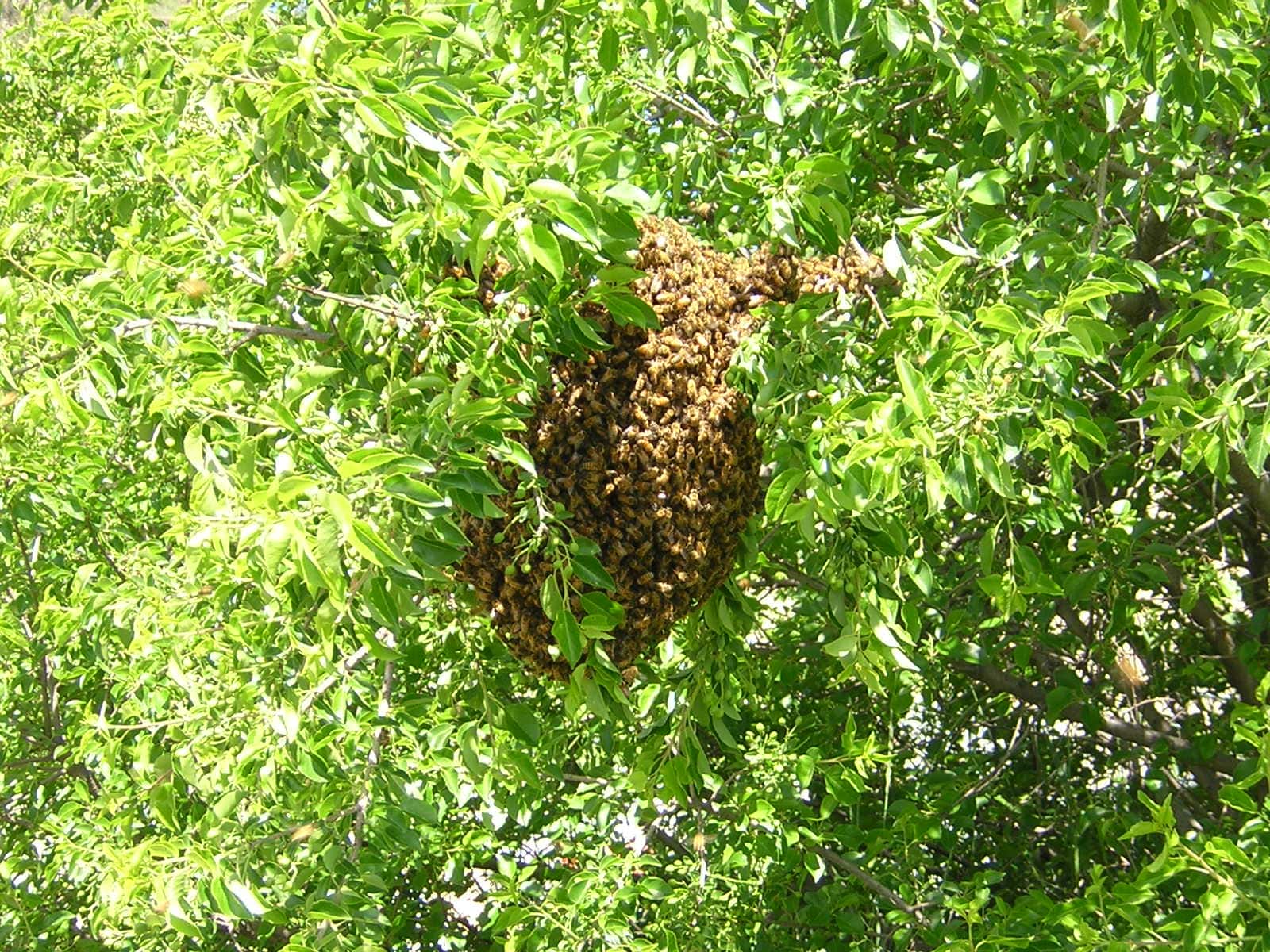 Swarm of bees in a tree. Grisak