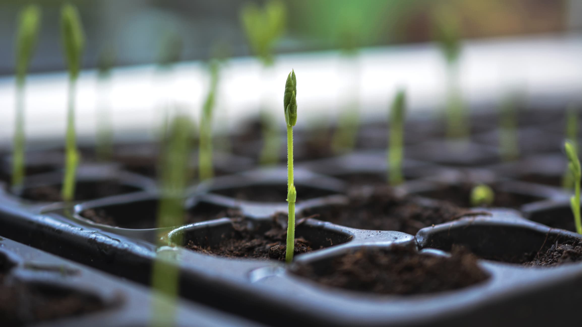 Seed Starting: A How-To Guide - Farmers' Almanac