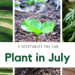 Green bean casserole - Green Beans