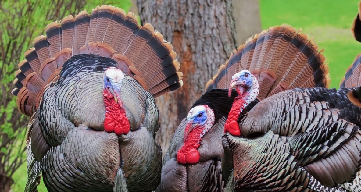 Wild turkey - Domestic turkey