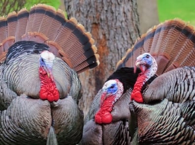 Wild turkey - Domestic turkey