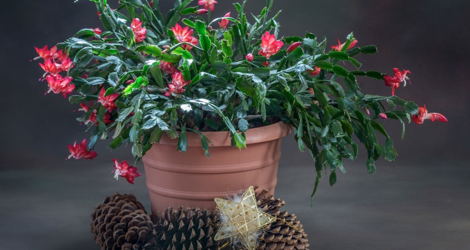 Houseplant - Flowering plant