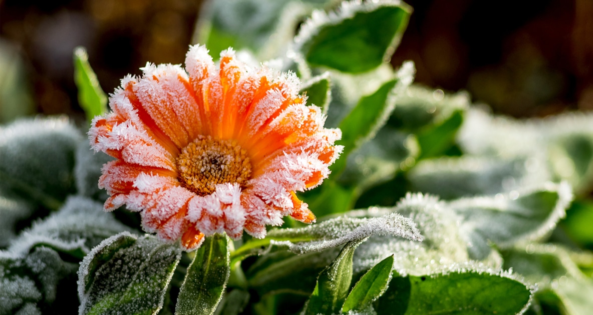 Flower - Garden