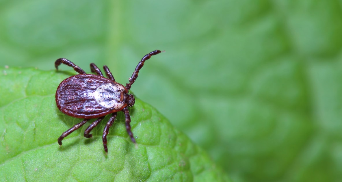 Lyme disease - Tick