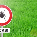 Lyme disease - Tick