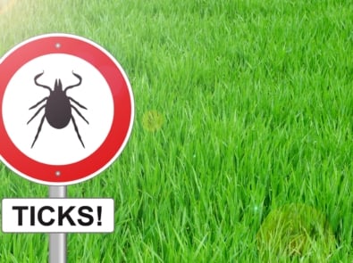 7 Natural Ways To Repel Ticks featured image