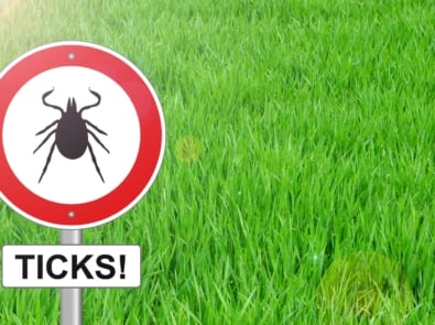 7 Natural Tick Remedies That Work featured image