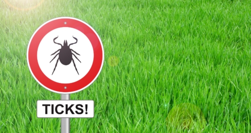 Lyme disease - Tick