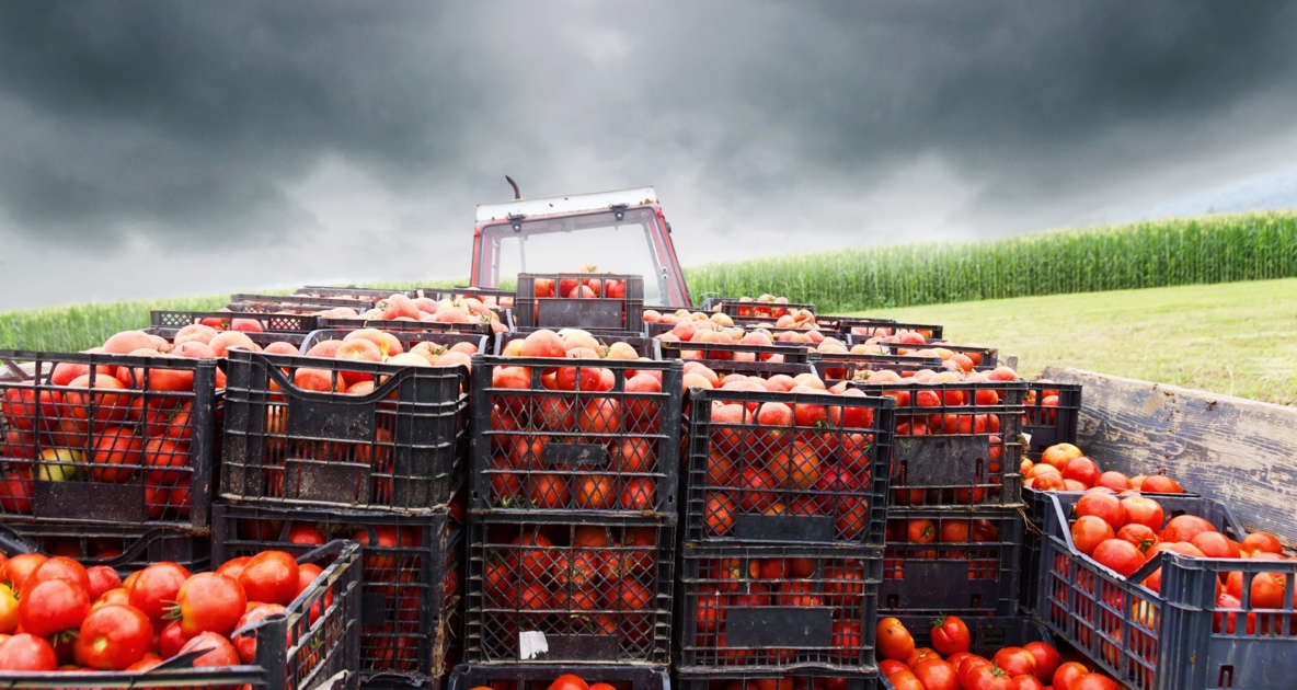 Agriculture - Food waste