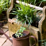 Flowerpot - Container garden