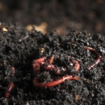 Vermicompost - Compost
