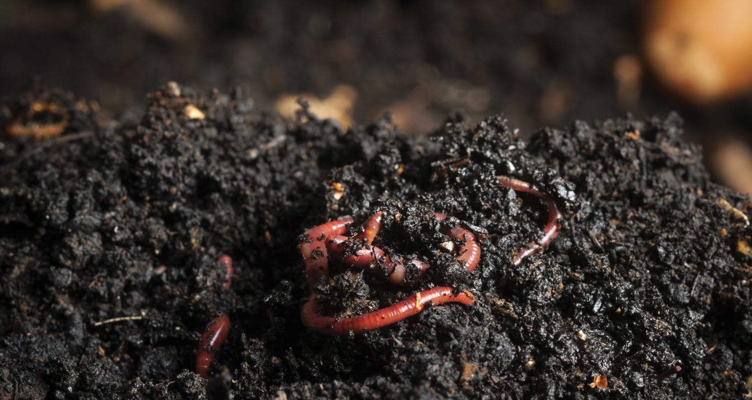 Feed Your Trash To Worms! Worm Composting 101 Farmers' Almanac