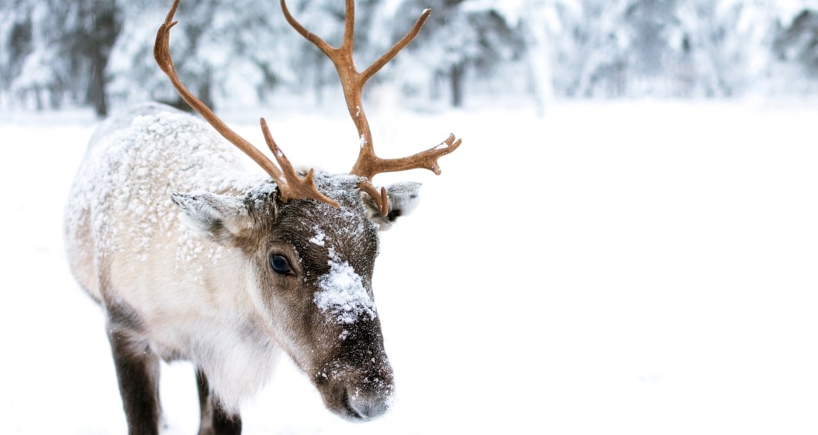 Reindeer - Deer