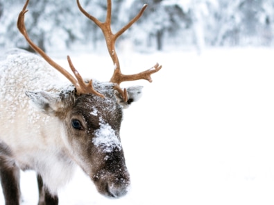 Reindeer - Deer