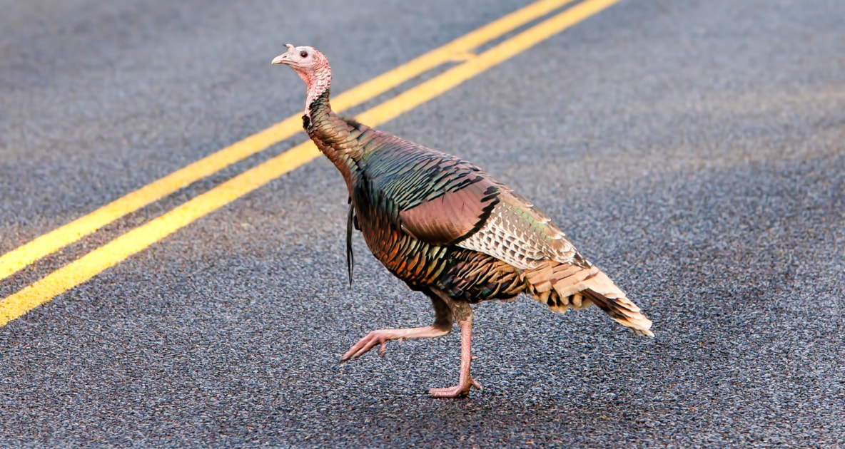 Wild turkey - Domestic turkey