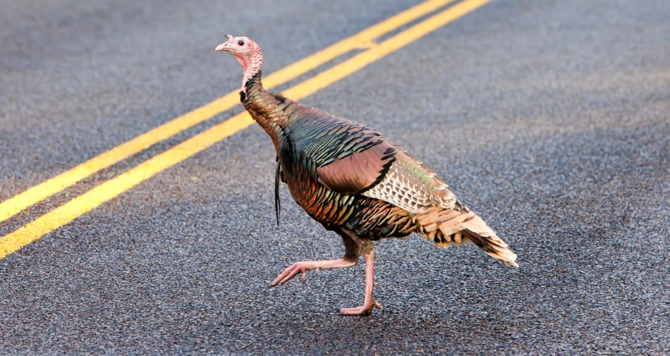 Why Did the Turkey Cross the Road... - Farmers' Almanac - For Anyone
