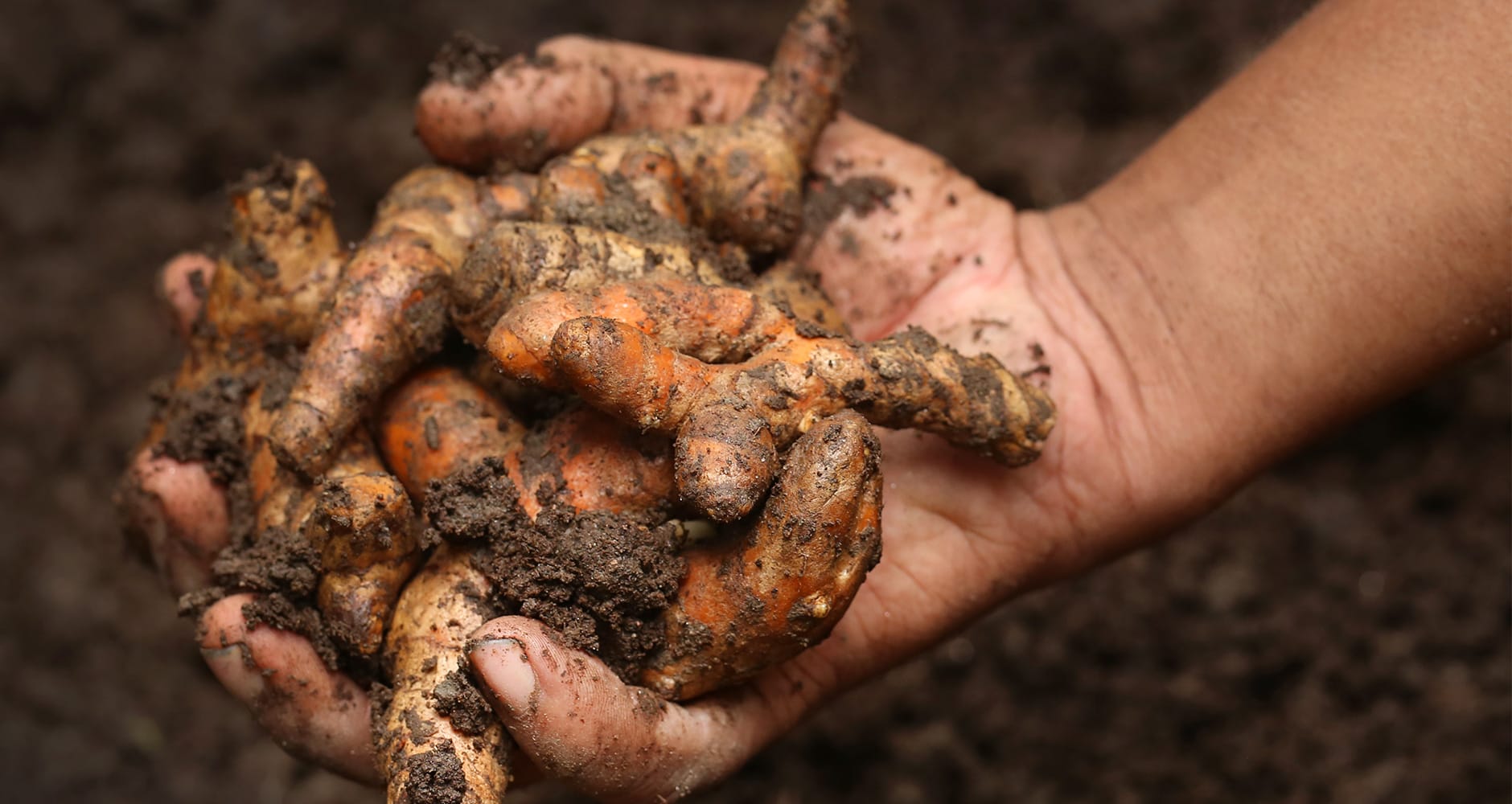 7 Amazing Health Benefits of Turmeric Farmers' Almanac