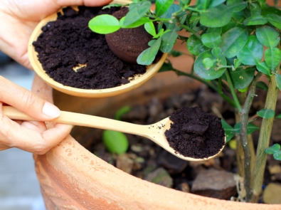 10 Smart and Unusual Uses For Coffee Grounds featured image
