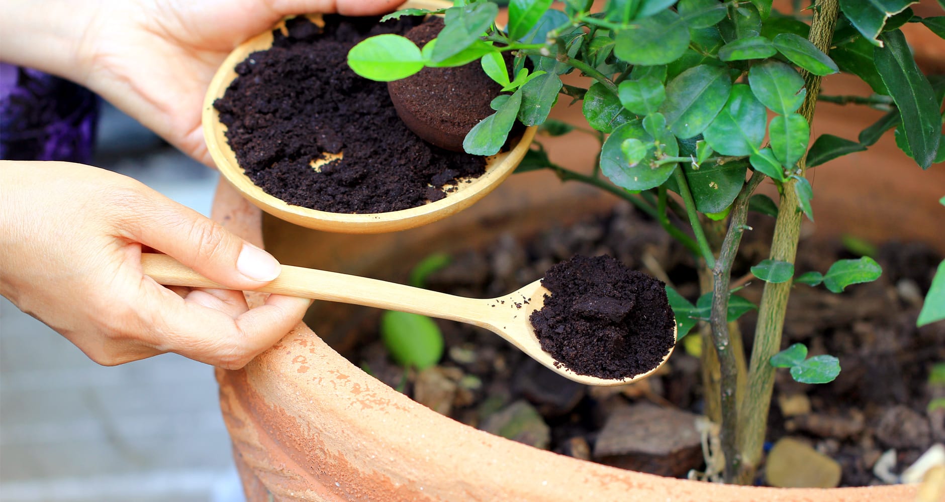 Coffee grounds for Feeding Houseplants and Indoor Plants