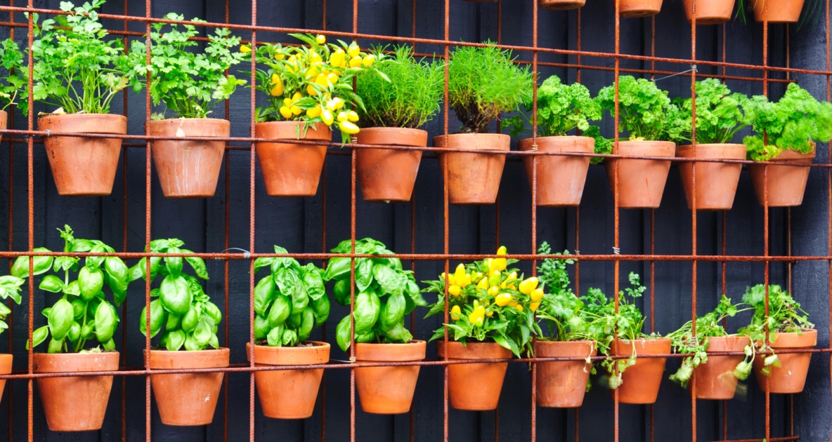 Green wall - herb garden