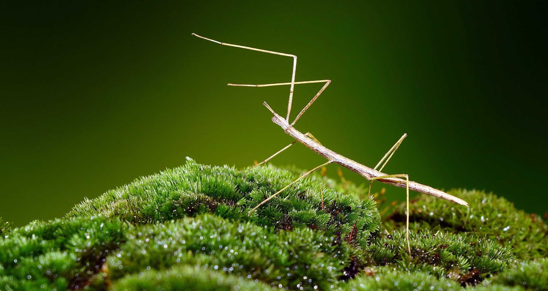 9 Bugs That Are Fun or Beneficial - Farmers' Almanac