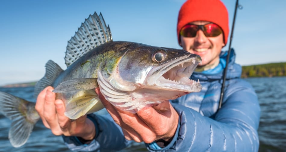 Zander - Walleye is a favorite in the North Central Plains states.