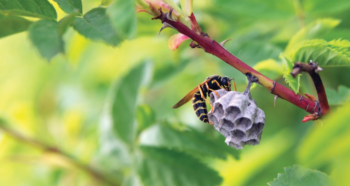 Bees - European paper wasp