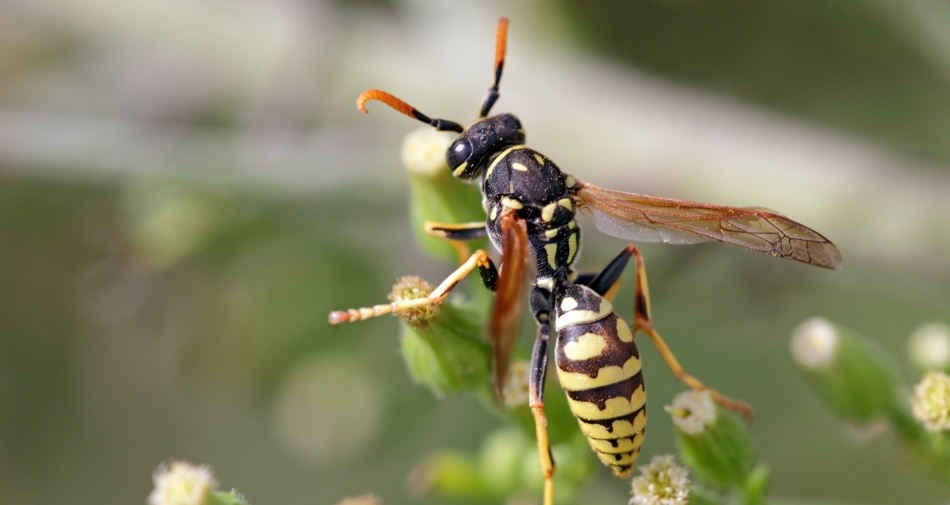 Bees - Wasp