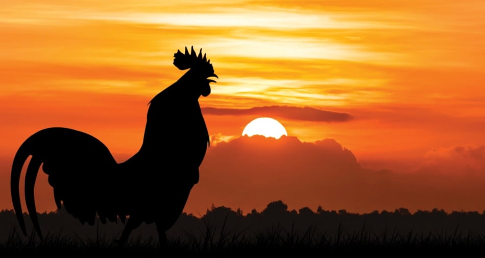 Silhouette of a rooster crowing at sunset.