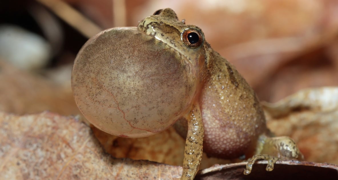 Frogs - Amphibians