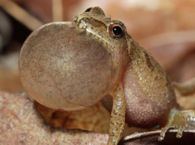 Frogs - Amphibians