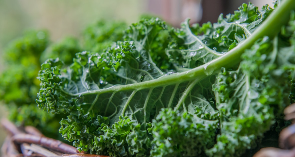 Curly kale - Cabbage