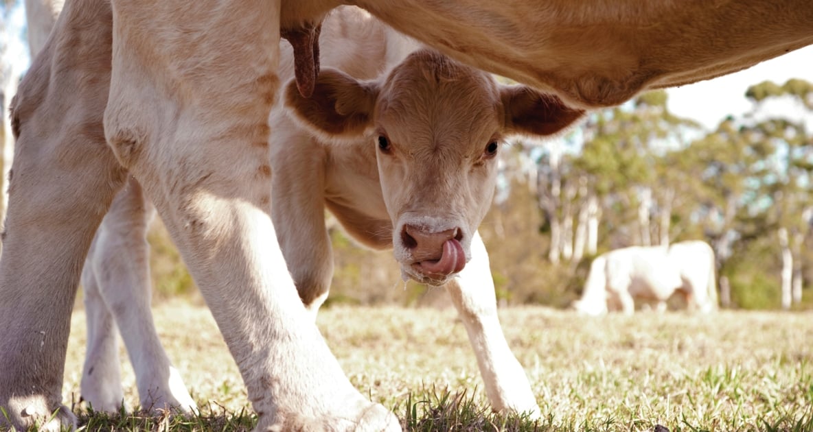 Calf - Holstein Friesian cattle