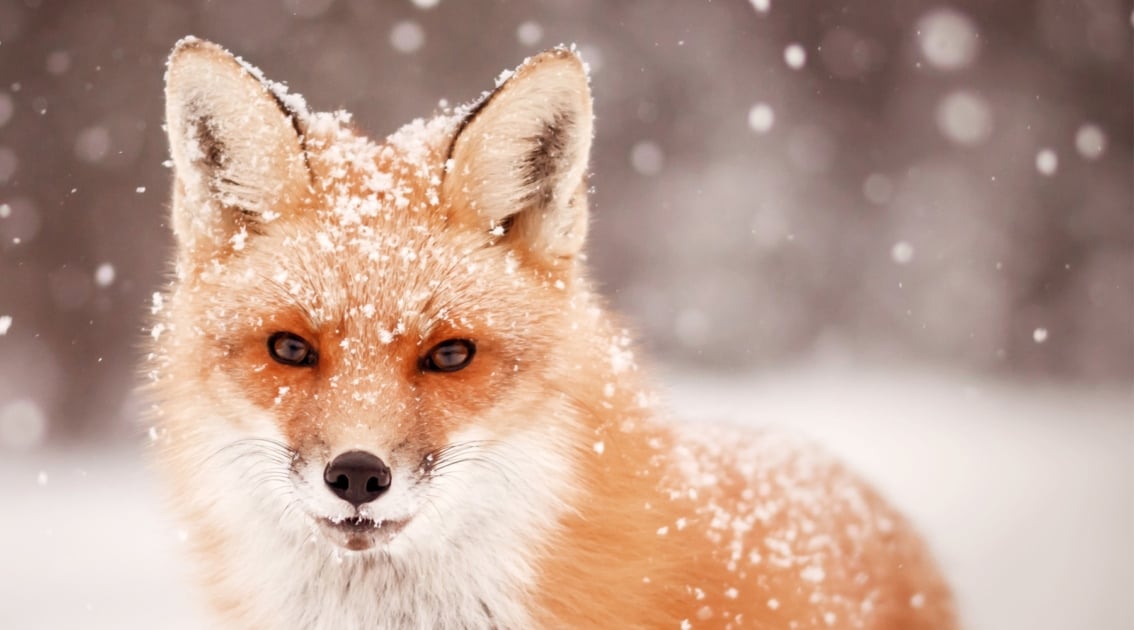 Red fox - Arctic fox