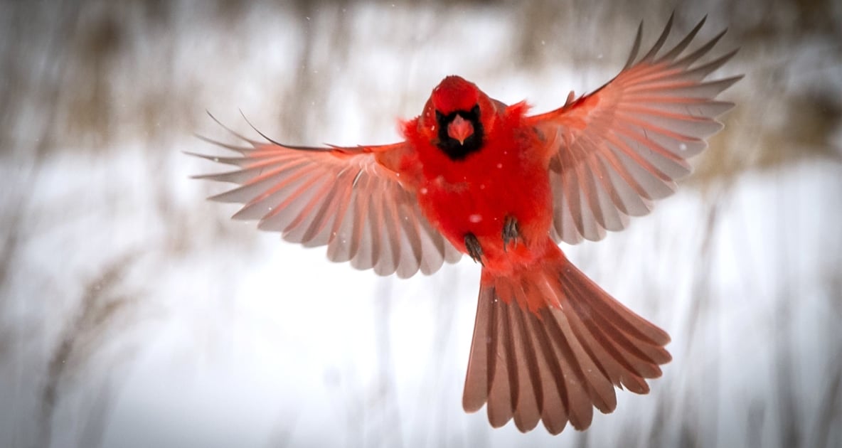 Birds - Northern cardinal