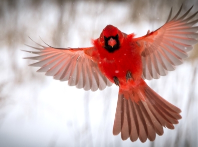 Birds - Northern cardinal