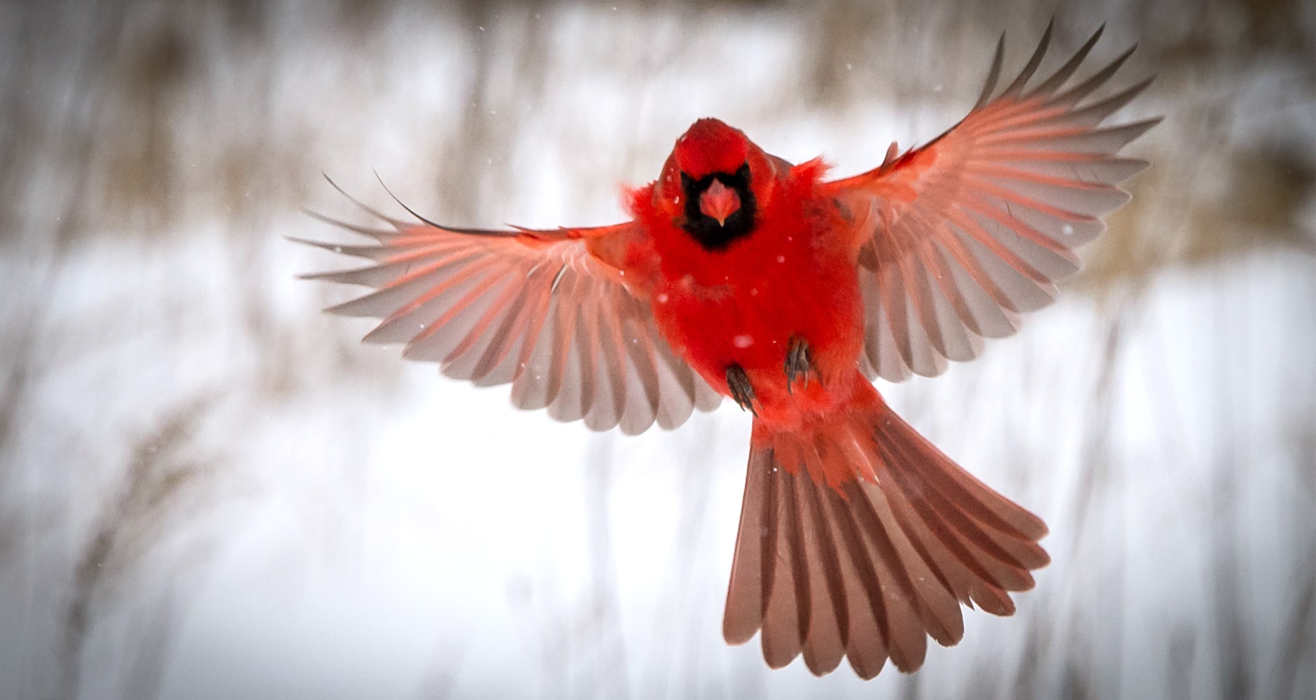 Why Are Cardinals So Red? - Farmers' Almanac - Plan Your Day. Grow
