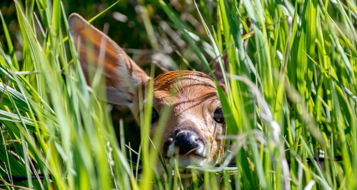 Deer - Roe deer