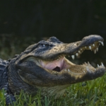 American alligator - Nile crocodile