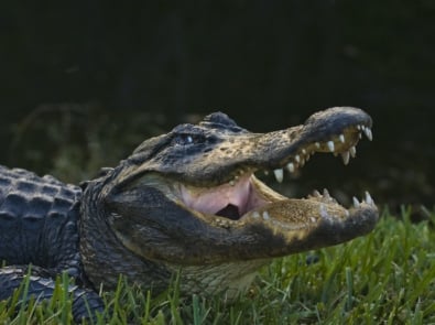 American alligator - Nile crocodile