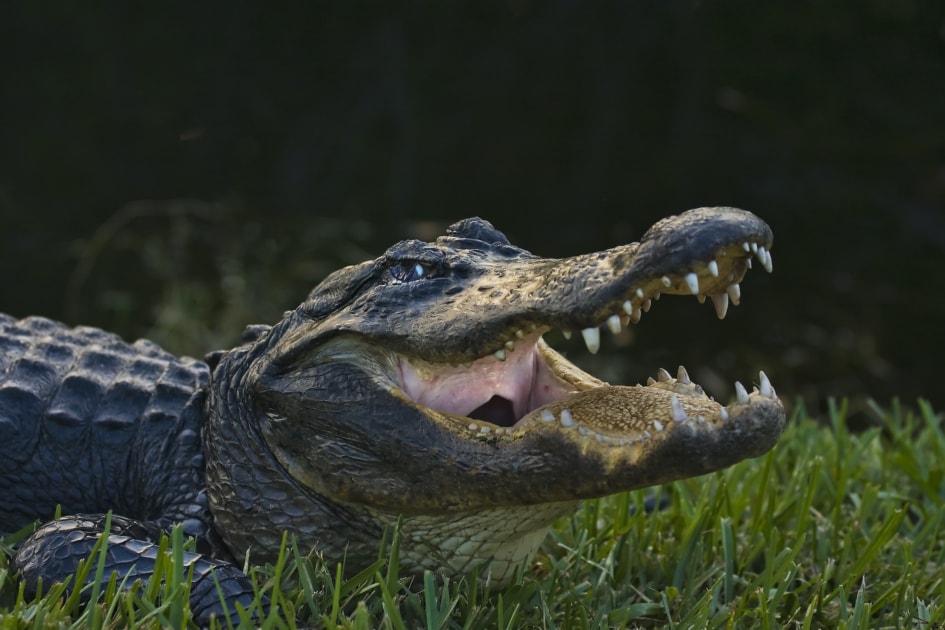 American alligator - Nile crocodile