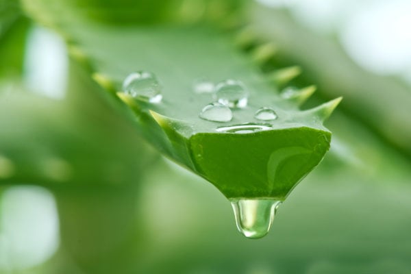 aloe vera gel from a cut stem