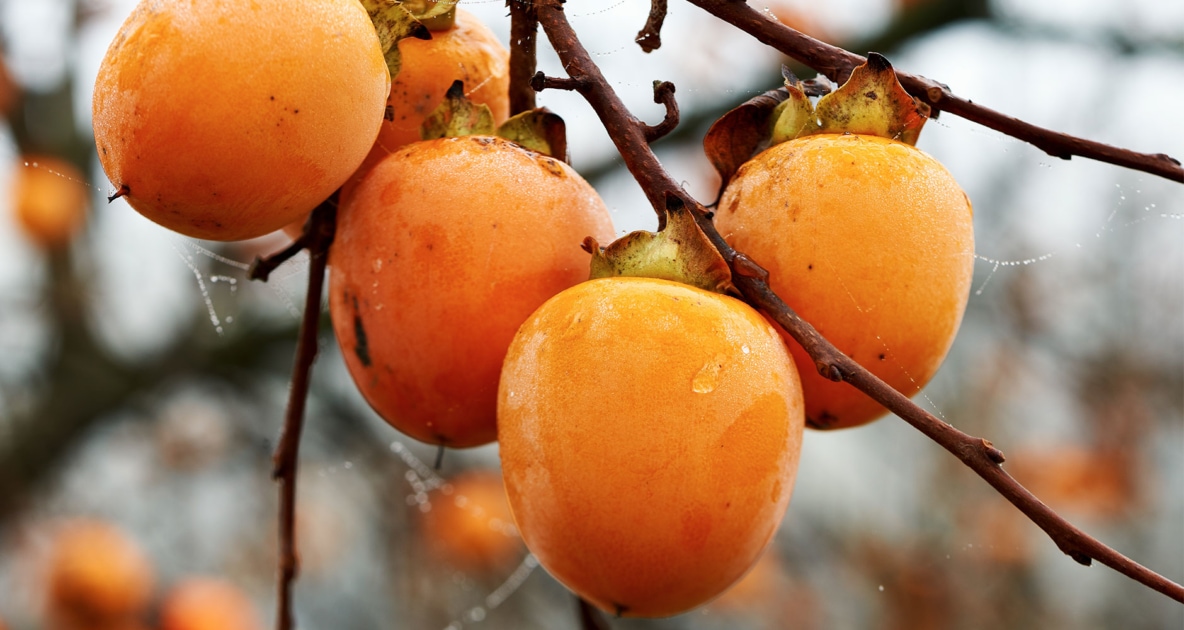 Persimmon - Fruit
